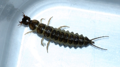 Nebria