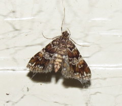 Elophila responsalis