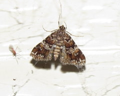 Elophila responsalis