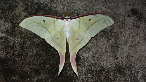 Chinese Moon Moth
