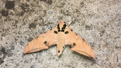 Ambulyx ochracea