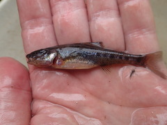 Percopsis omiscomaycus