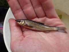 Couesius plumbeus
