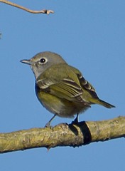 Cassin's Vireo photo 5