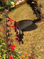 Papilio alcmenor