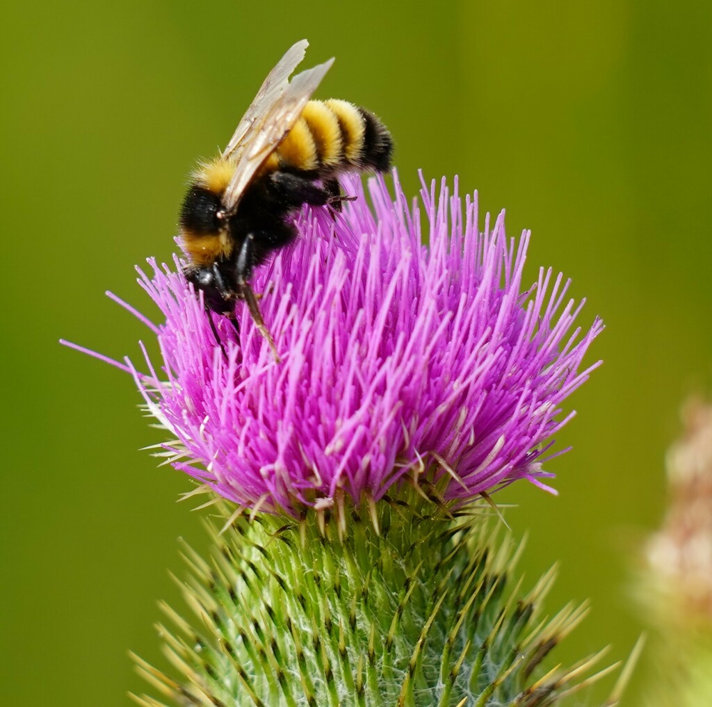 Northern Amber Bumble Bee from Mackinac County, MI, USA on August 26 ...