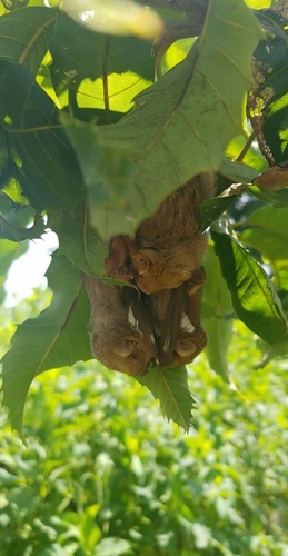 Eastern Red Bat photographed in Kentucky