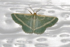 Mixocera latilineata