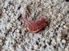 Arcitalitrus sylvaticus