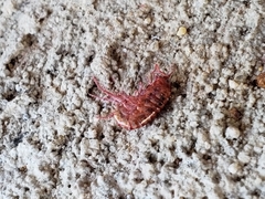 Arcitalitrus sylvaticus