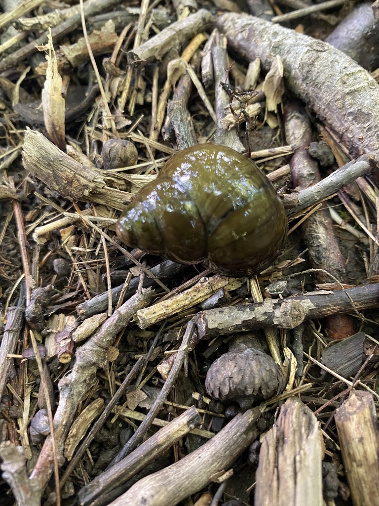 Chinese Mystery Snail from Kinnelon, NJ, US on August 26, 2023 at 12:21 ...