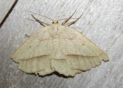 Euchlaena irraria