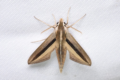 Brown-Banded Hunter Hawkmoth