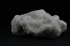 Porites lobata
