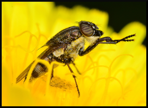 Locust Blowfly