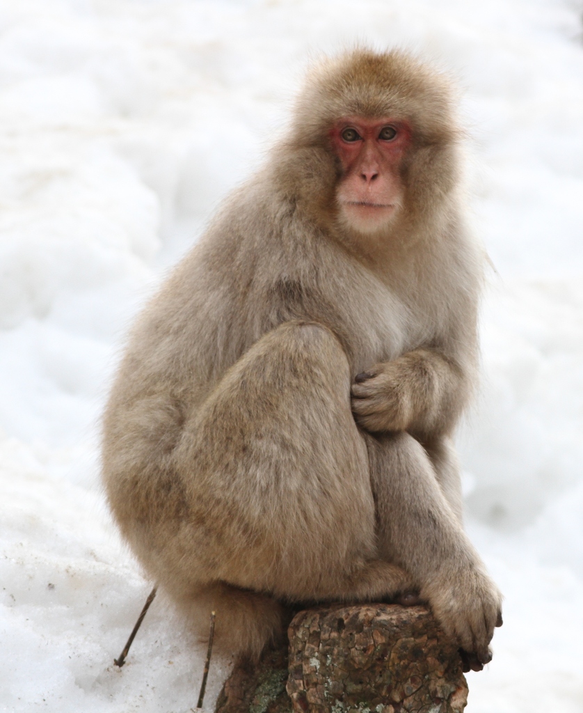 Japanese Macaque from Hirao, Yamanochi, Shimotakai District, Nagano 381 ...