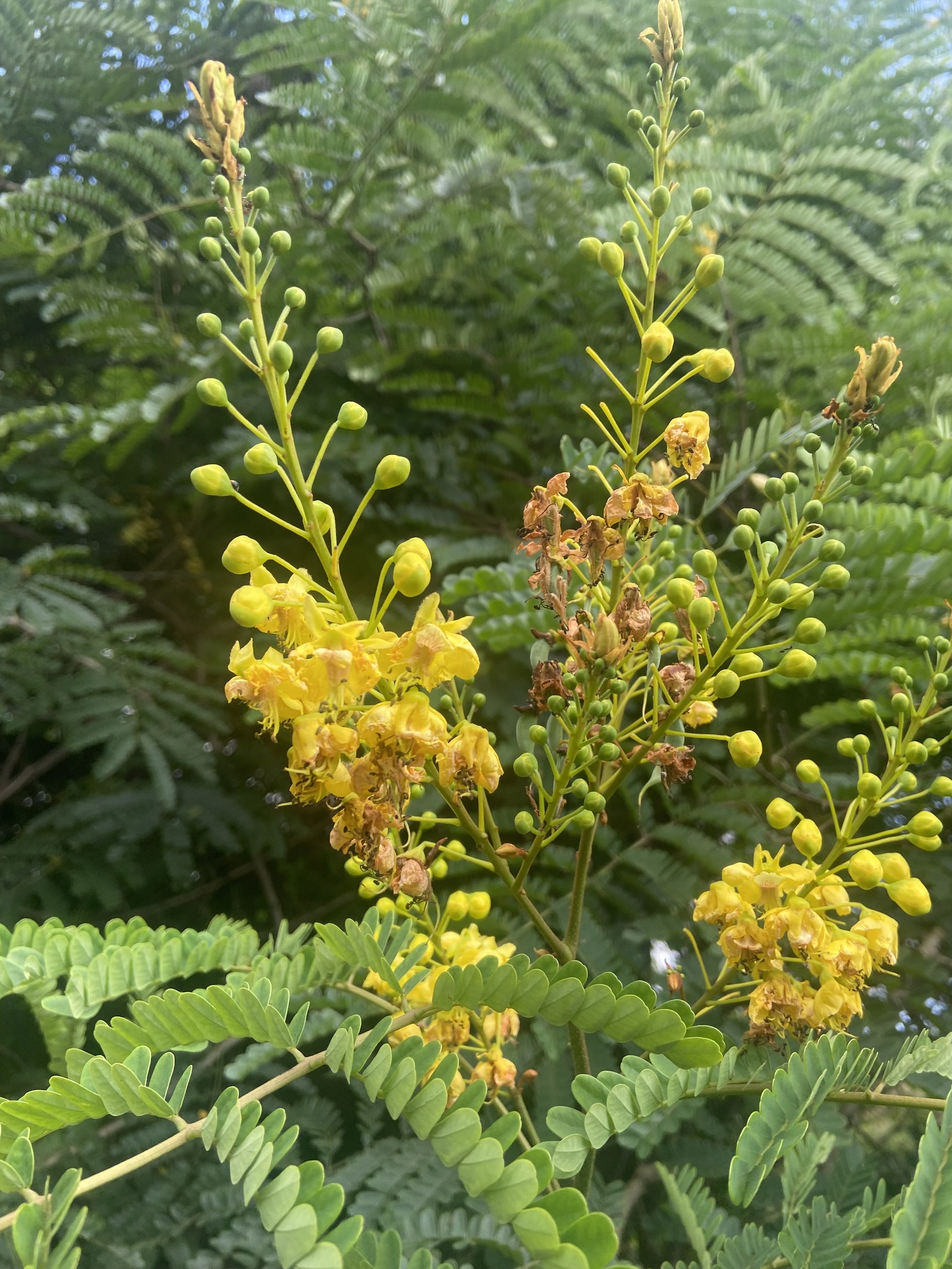 Biancaea sappan (Biancaea sappan)