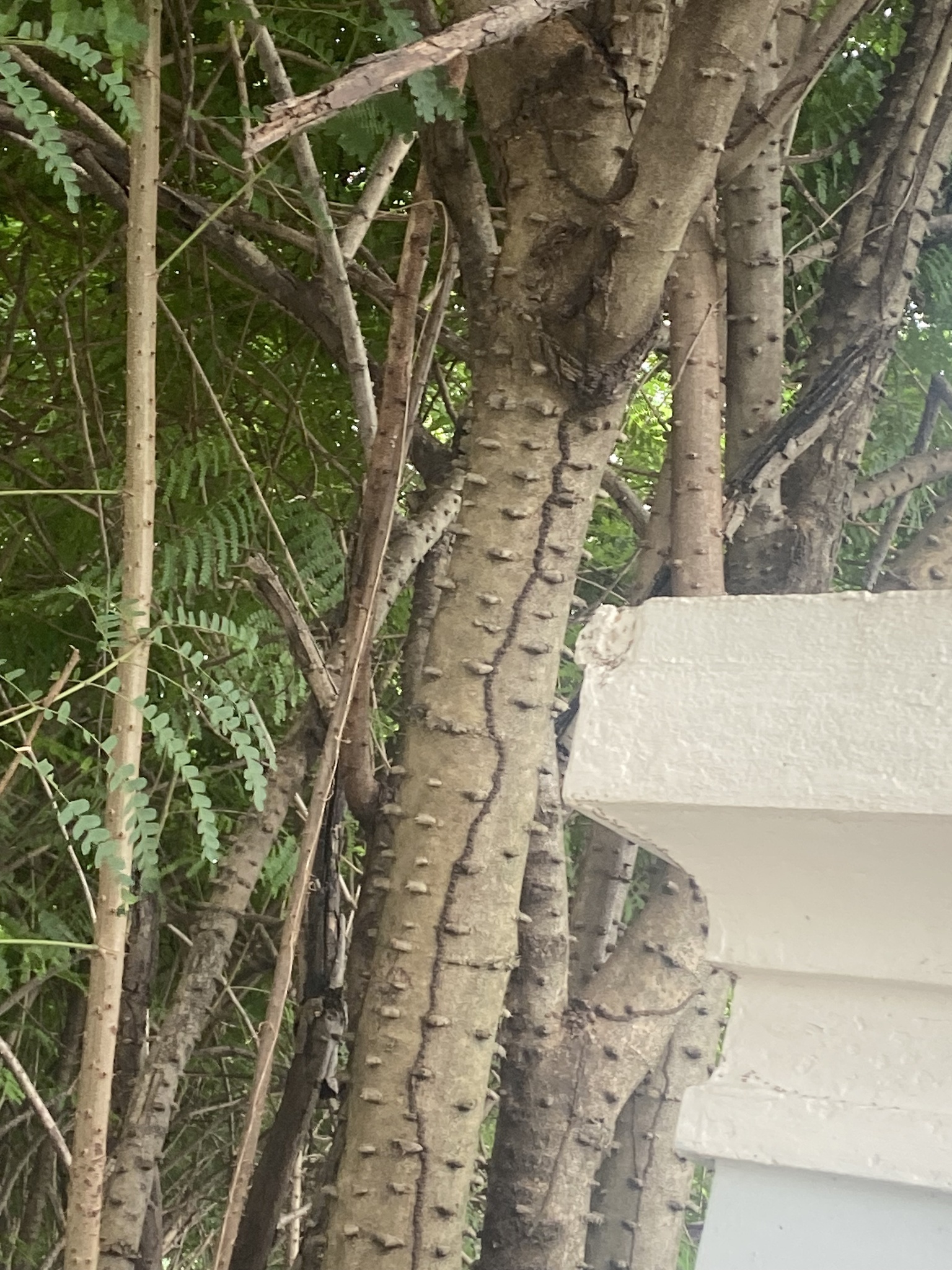 Biancaea sappan — ảnh 3