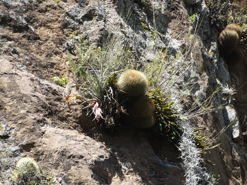 Image of Cactus De Rododendro (Mammillaria rhodantha) by (c) Juan Rafael Rodríguez Razgado, some rights reserved (CC BY)