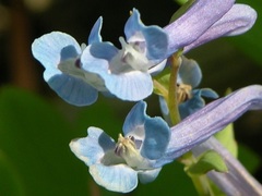 Corydalis ambigua