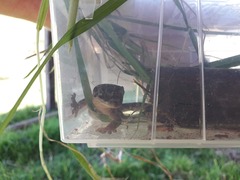 Dactylocnemis pacificus