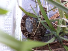 Dactylocnemis pacificus