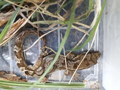 Dactylocnemis pacificus