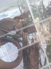 Dactylocnemis pacificus