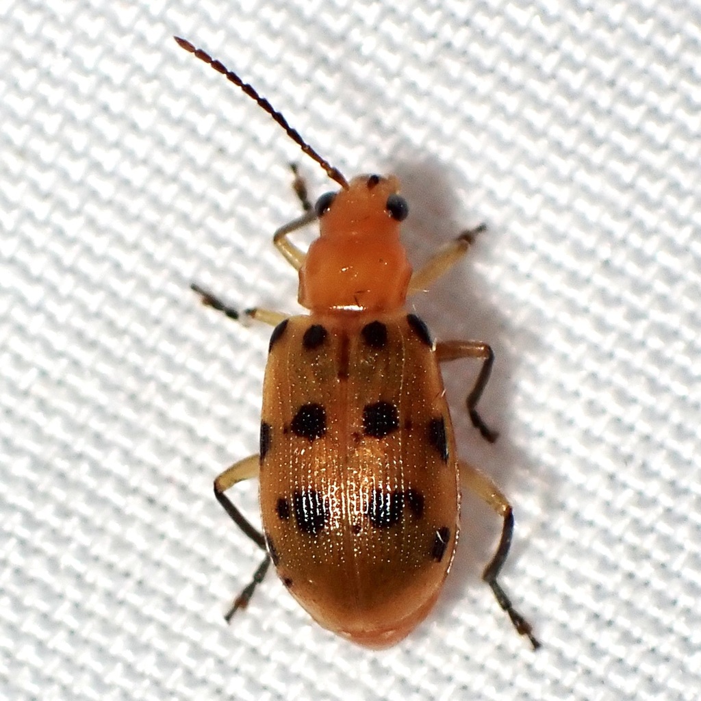 Neobrotica pluristicta