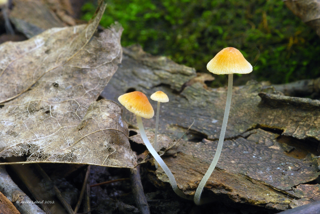 Atheniella leptophylla