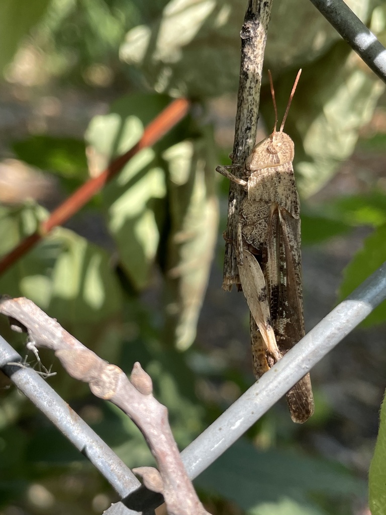 Green Striped Grasshopper From Munger Ave Dallas Tx Us On August 26 2023 At 11 19 Am By