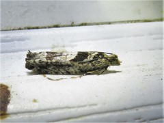 Pseudexentera hodsoni