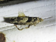 Pseudexentera hodsoni