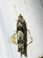 Pseudexentera hodsoni