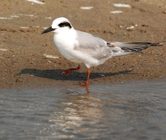Forster's Tern photo 6