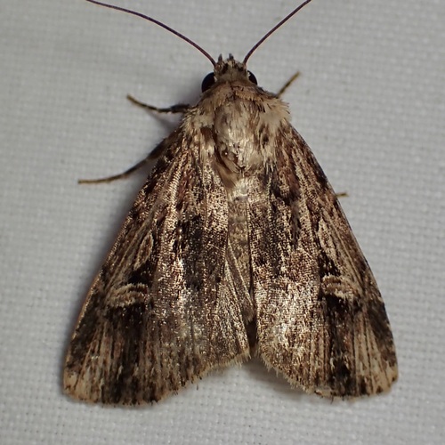 Dichagyris cataclivis photo 3