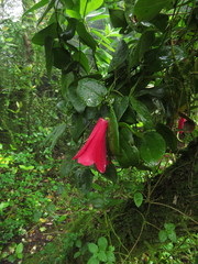 Lapageria rosea