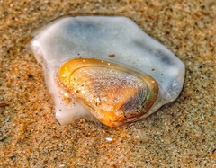 Donacidae