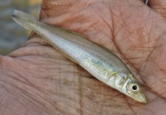 Sillago sihama