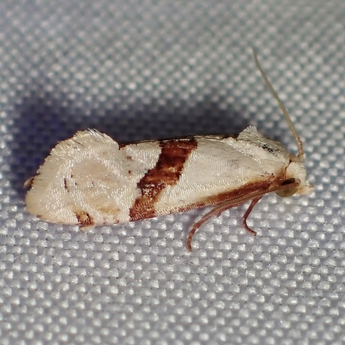 Nycthia pimana photo 2
