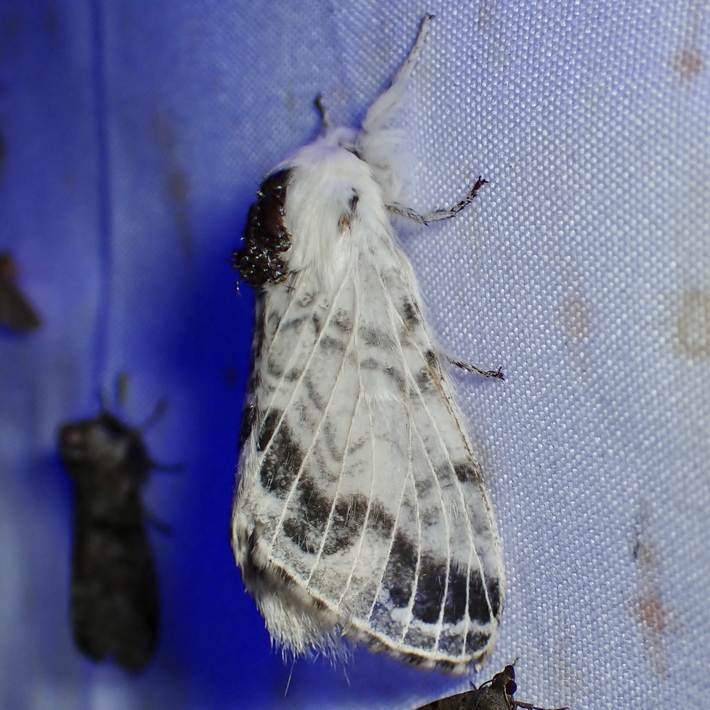Tolype austella