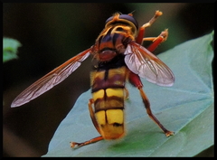 Milesia crabroniformis