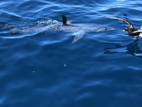 Shortfin mako shark