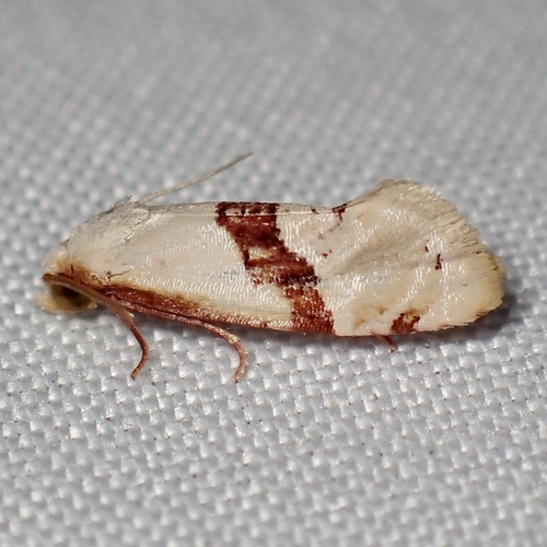 Nycthia pimana photo 4