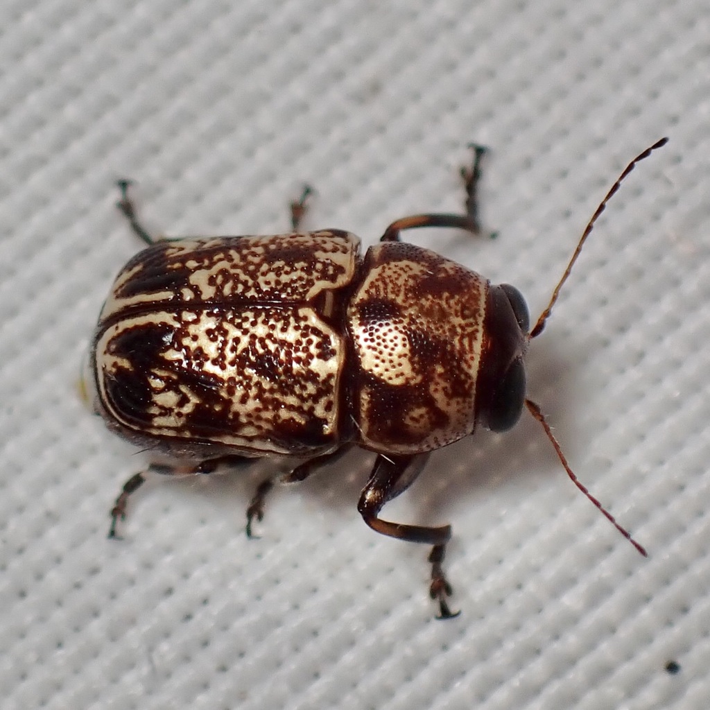 Pachybrachis snowi