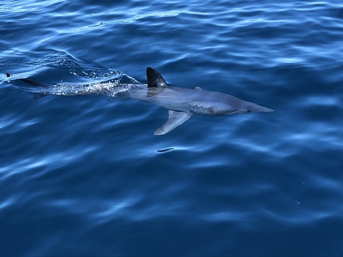Shortfin mako (Isurus oxyrinchus) — Lamnidae — 3