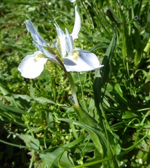 Moraea ciliata