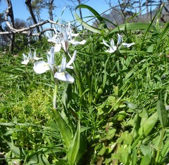 Moraea ciliata