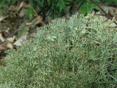 Cladonia amaurocraea