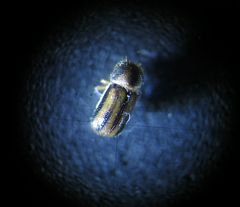 Trypodendron